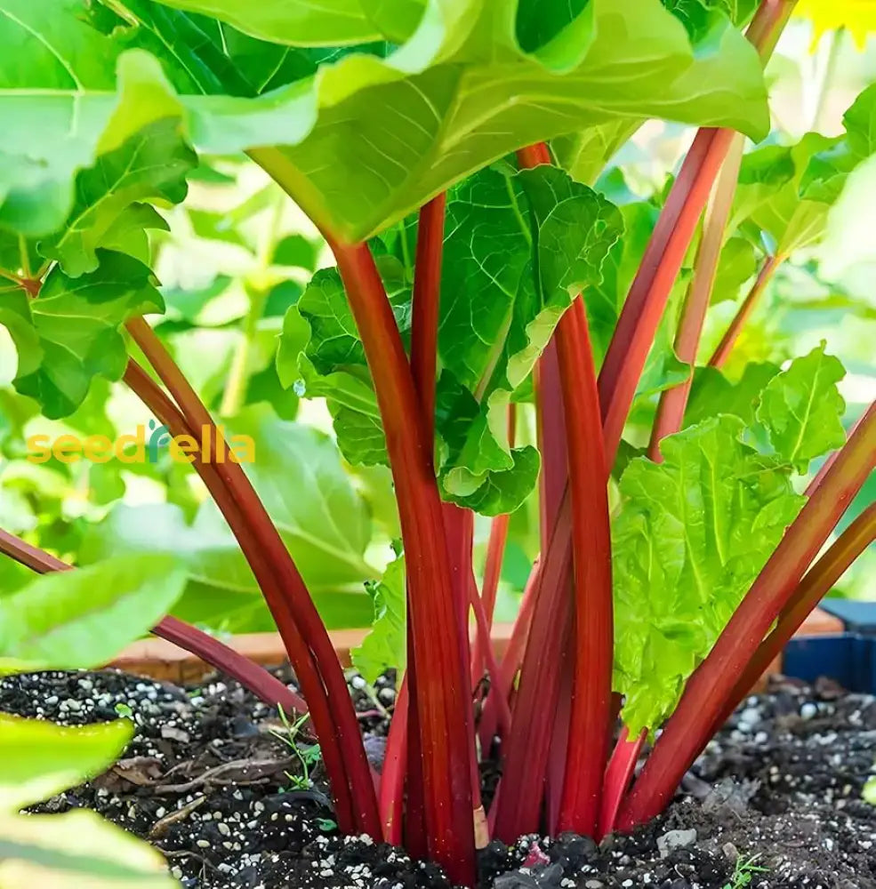 Ruibarbo Plant Seeds For Gardening And Planting: Grow Your Own Delicious Rhubarb!