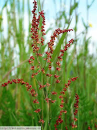 Rumex acetosella growing in full sun garden bed
