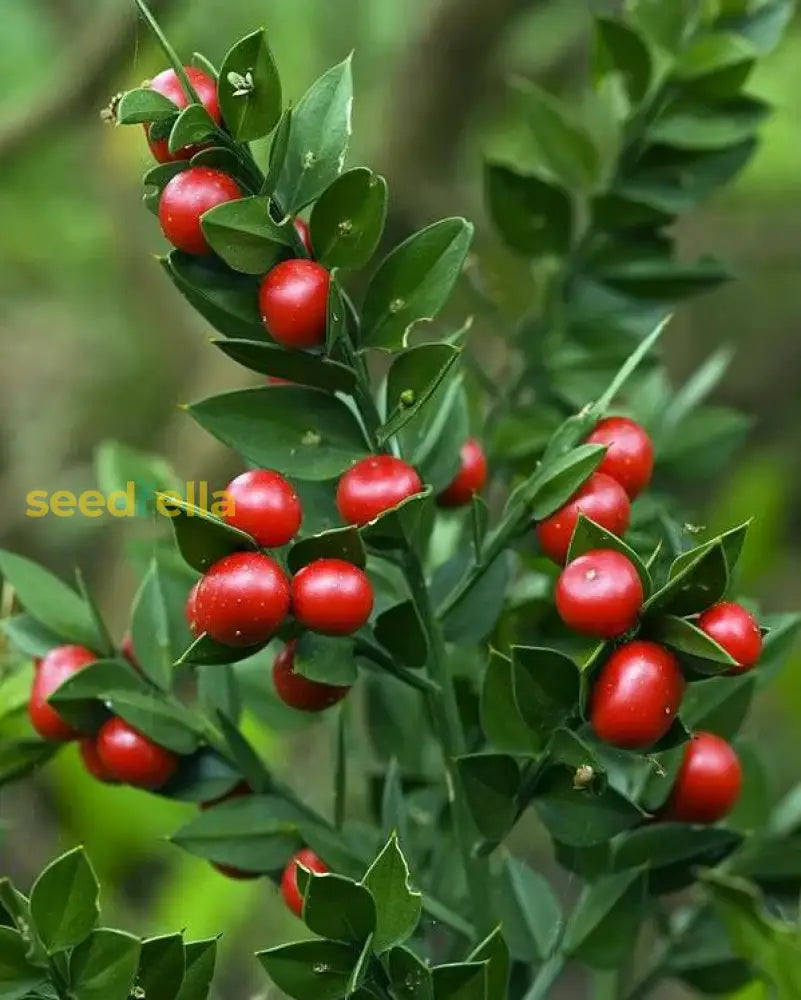 Ruscus Plant Growing in Garden, Healthy Evergreen Shrub with Berries