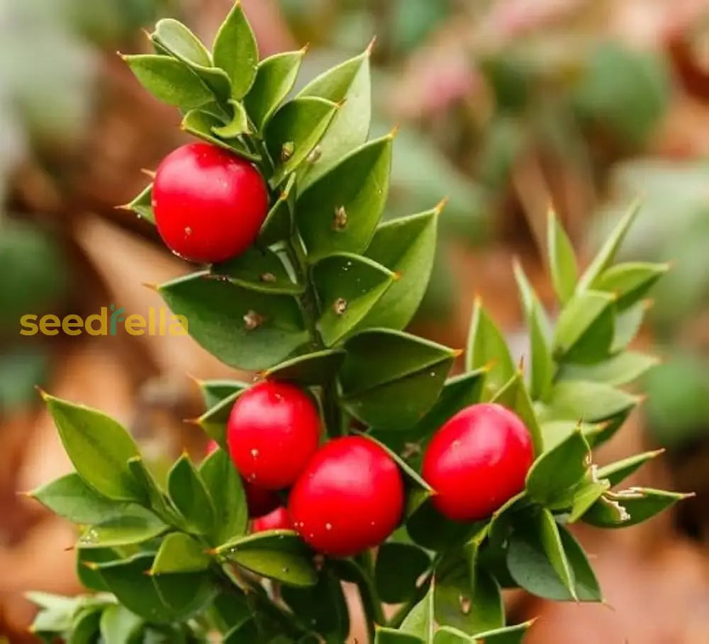 Ruscus Fruit Seeds for Planting, Easy Guide for Growing Unique Berries in Your Garden