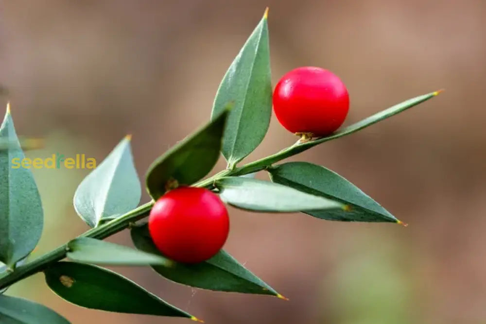Step-by-Step Guide for Planting Ruscus Fruit Seeds in Your Garden