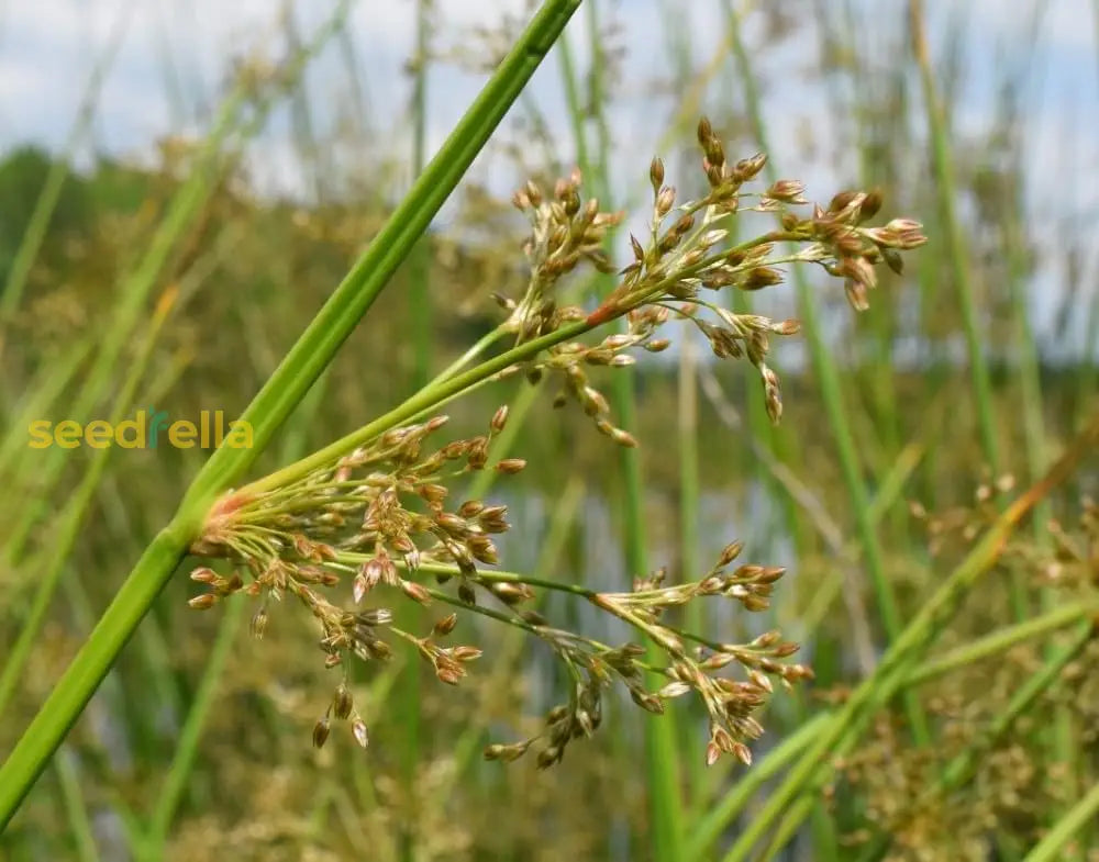 Rush Planting Seeds For Wetland | Perfect Aquatic Gardens And Natural Landscapes