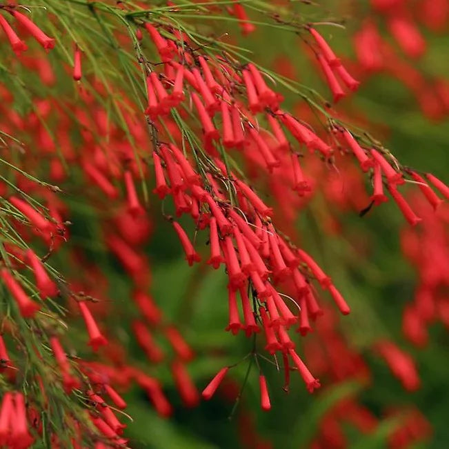 Russelia Coral Fountain Plant in Full Bloom
