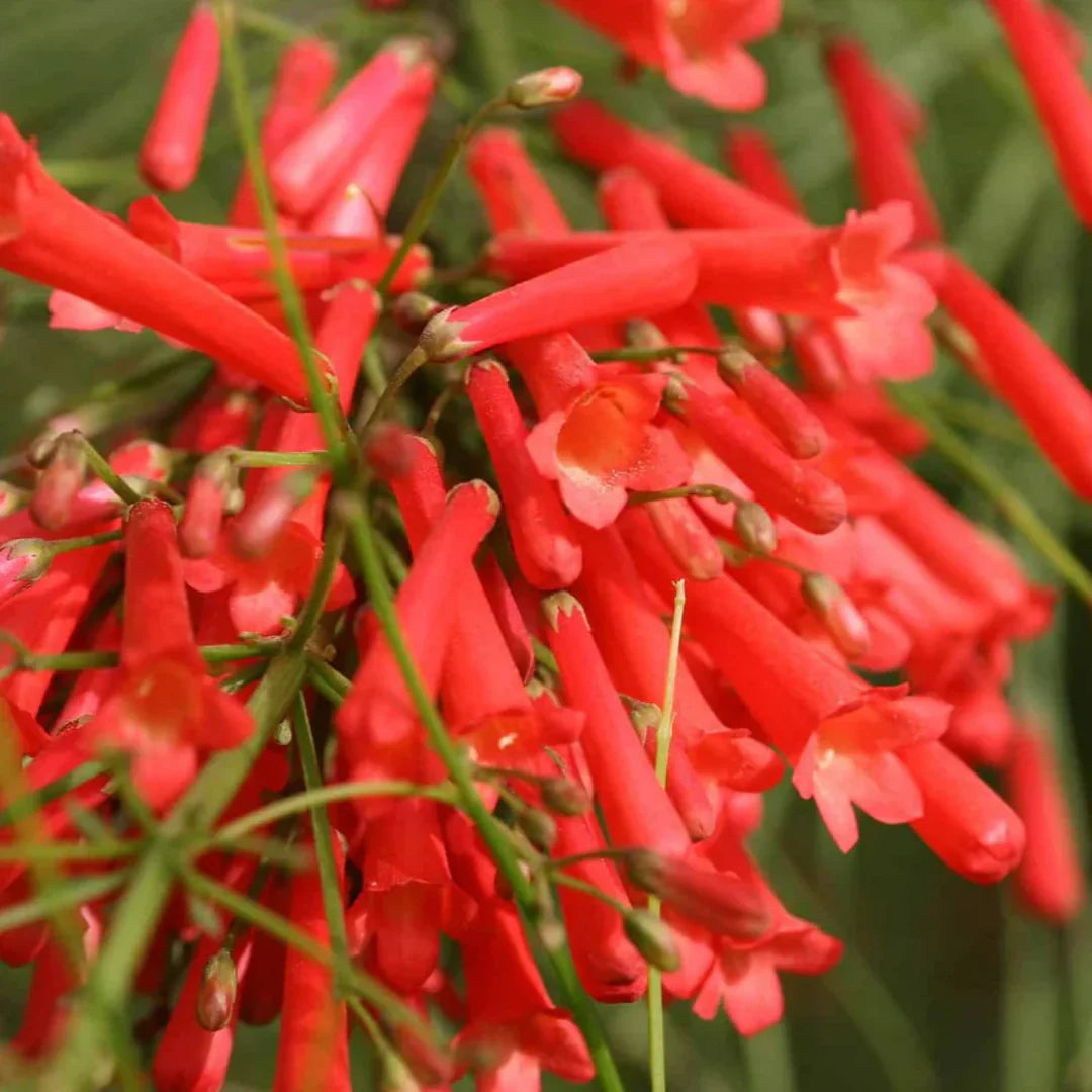 Russelia Red Cascade Flower Seeds for Planting