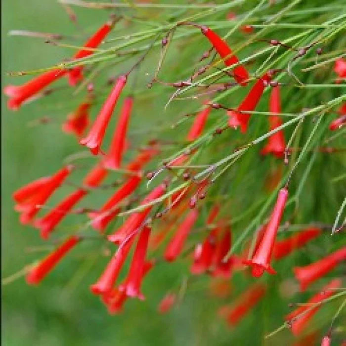 Cascading Russelia Red Flowers in Hanging Basket