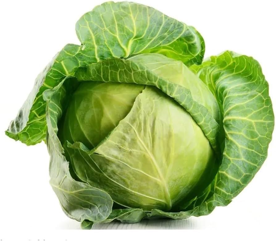 Brassica oleracea Russian Cabbage seeds for planting in vegetable patch and garden