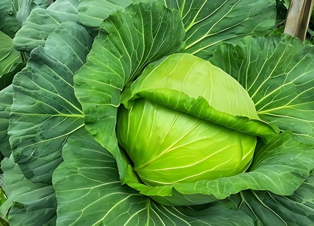 Closeup of high-quality Brassica oleracea Russian Cabbage seeds