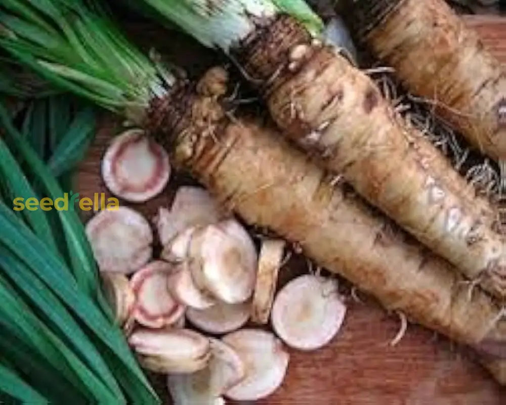 Russian Horseradish clump-forming root plant from seeds