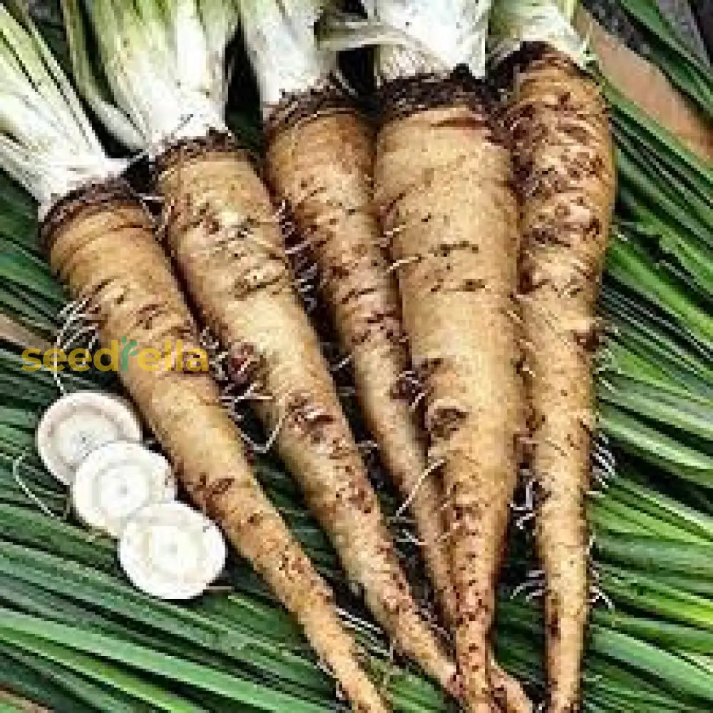Russian Horseradish seeds Armoracia rusticana ornamental