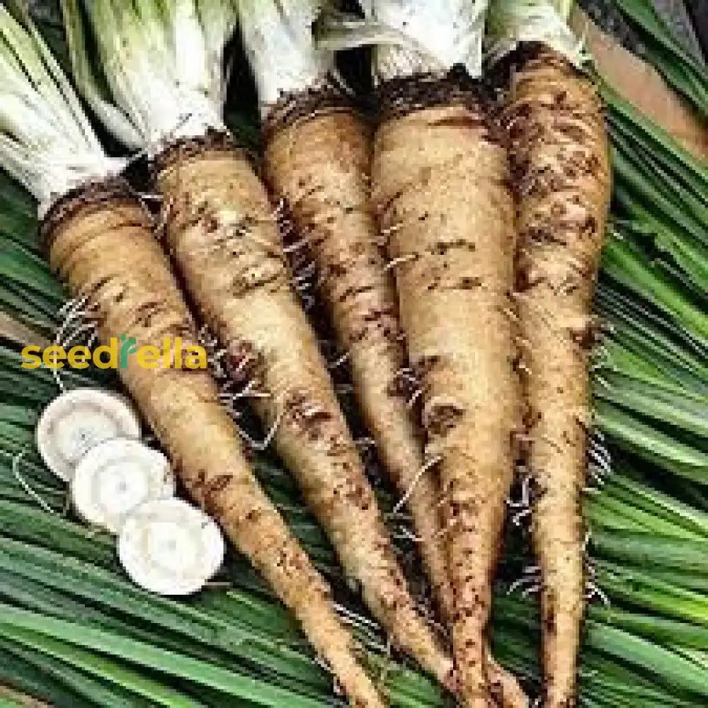 Russian Horseradish Vegetable Seeds For Home Planting Seeds