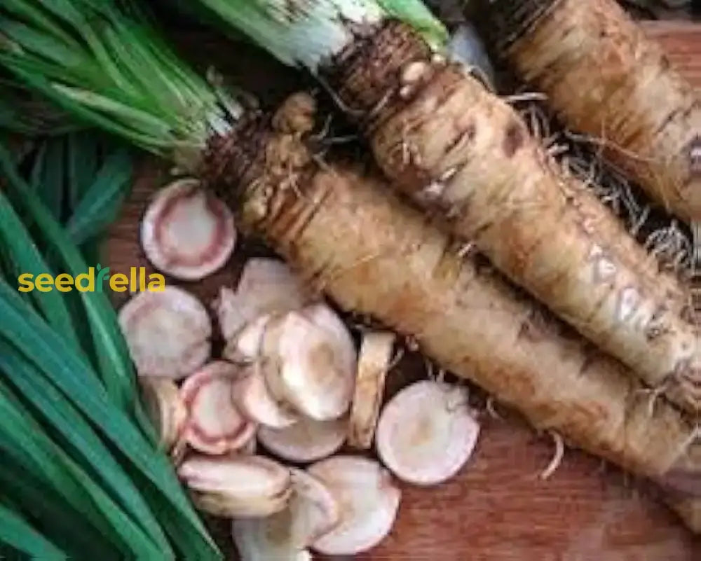 Russian Horseradish Vegetable Seeds For Home Planting Seeds