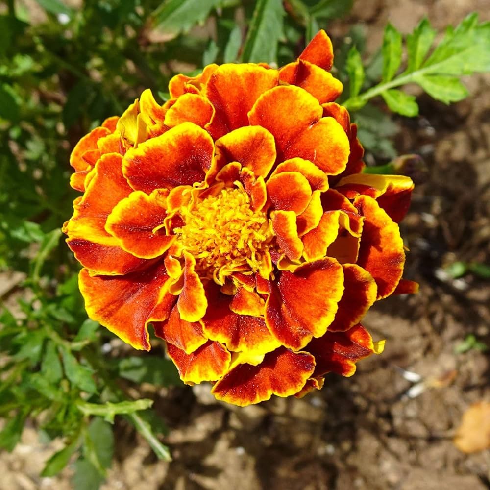 Russian Marigold Flower Seeds for Planting