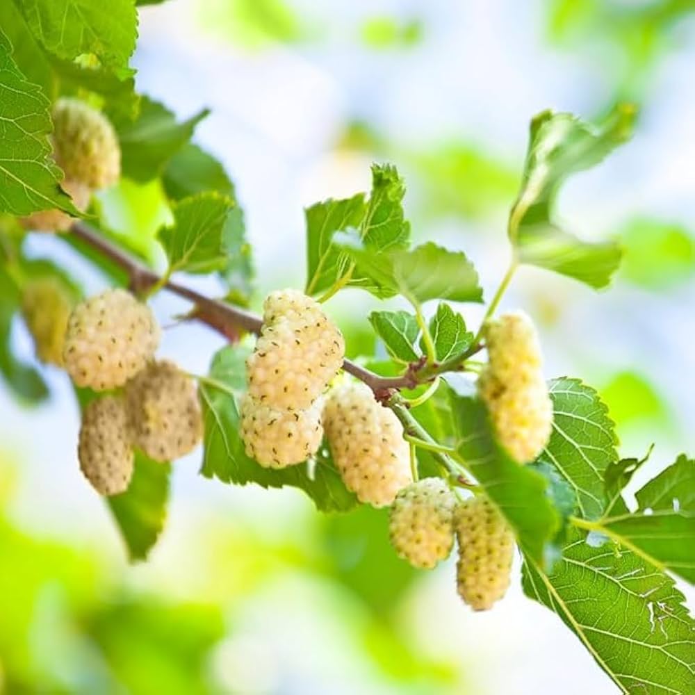 Russian mulberry seeds producing ripe white mulberries closeup
