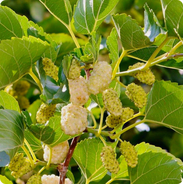 Russian mulberry seeds Morus alba hardy fast-growing fruit tree
