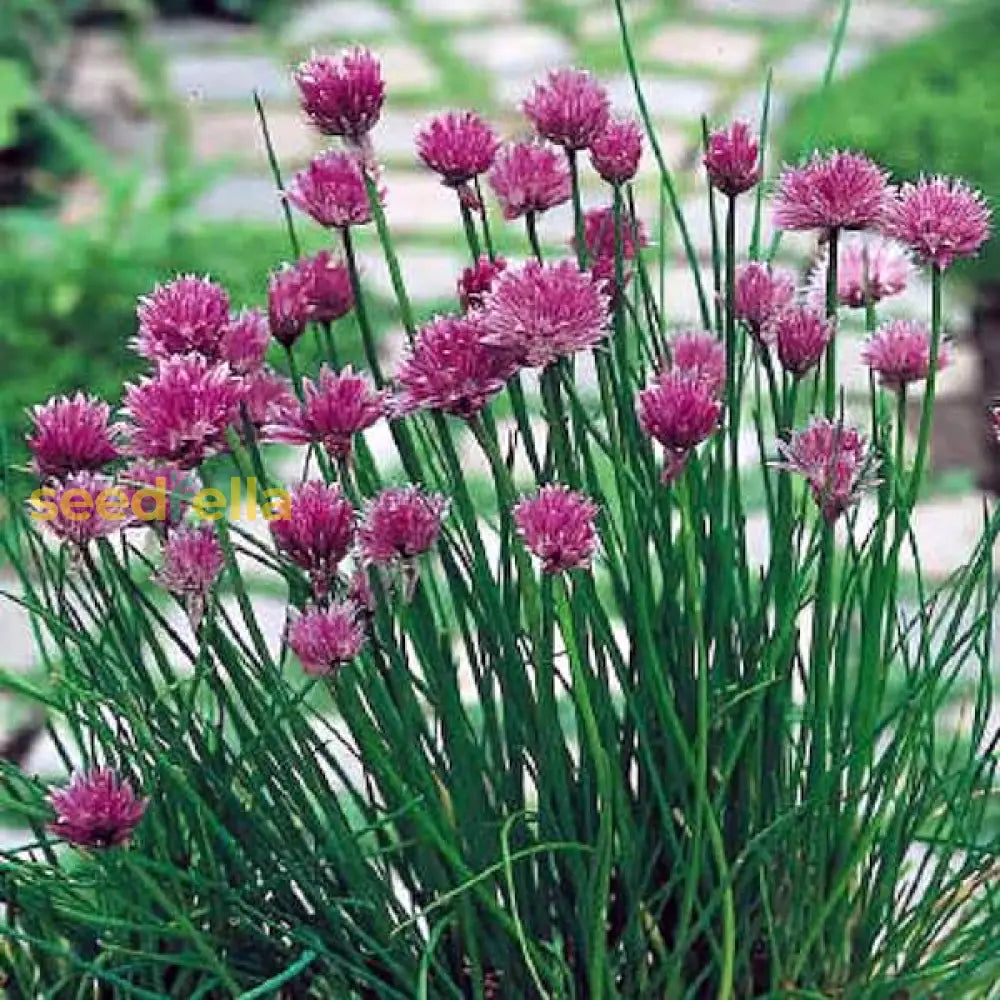 Rustic Ciboulette Seeds For Planting Flower