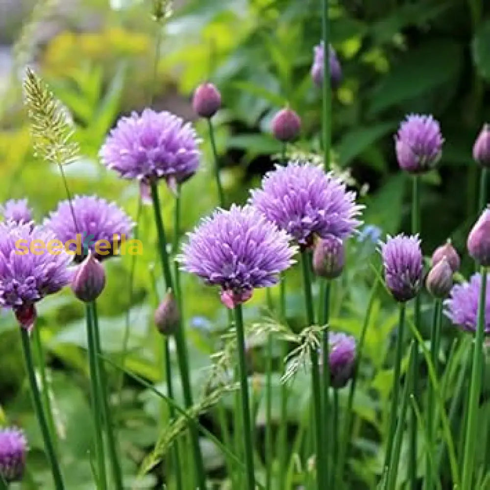 Rustic Ciboulette Seeds For Planting Flower