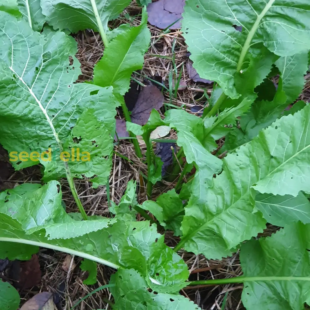 Rustikana Cochlearia seeds for planting in home gardens