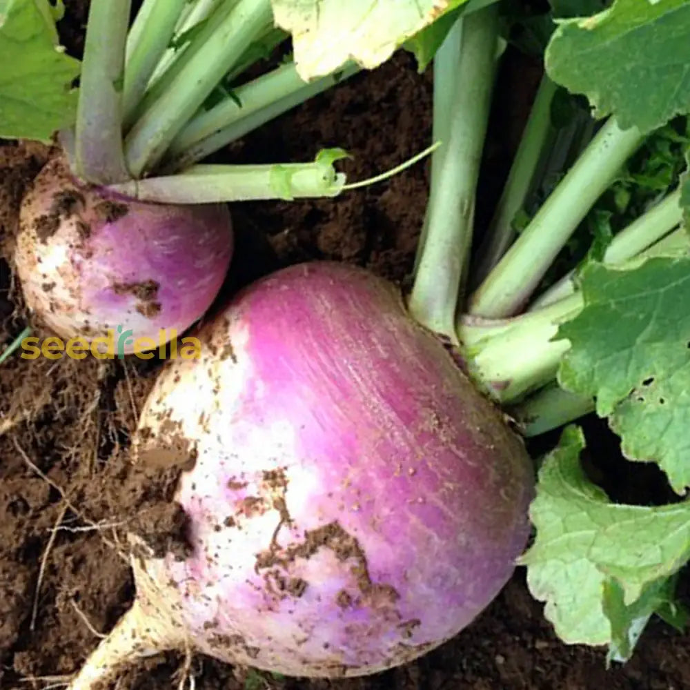 Rutabaga Seeds For Planting  Perfect Your Vegetable Garden Seeds