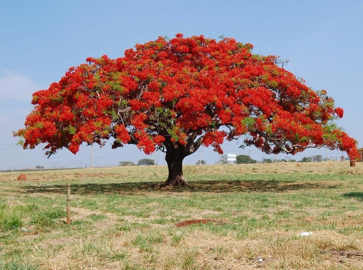 Red Jacaranda Flower seeds for Planting Wildflower Mix Heirloom & GMO Free Seeds for Home Garden 
 
 Sale for planting in home garden
