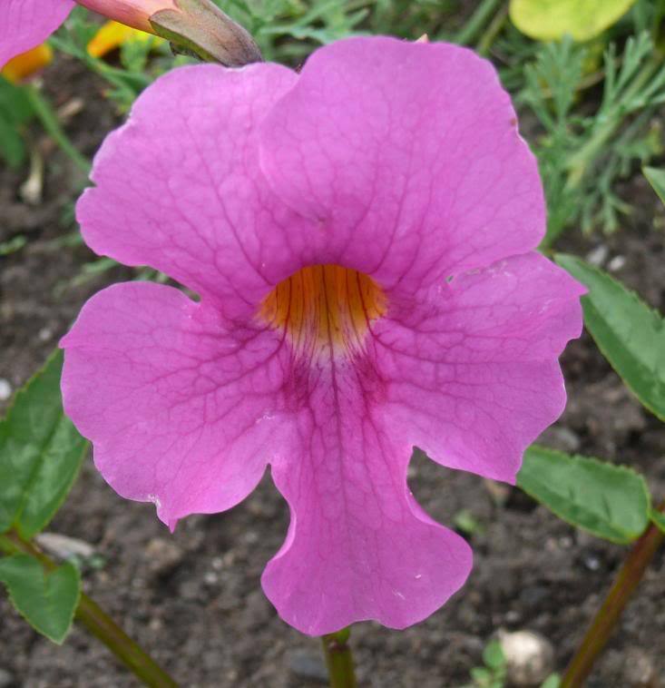 Incarvilla Flower seeds for Planting - Vibrant Colors, Heirloom & GMO Free Seeds for Home Garden
 
 Sale seeds for home garden