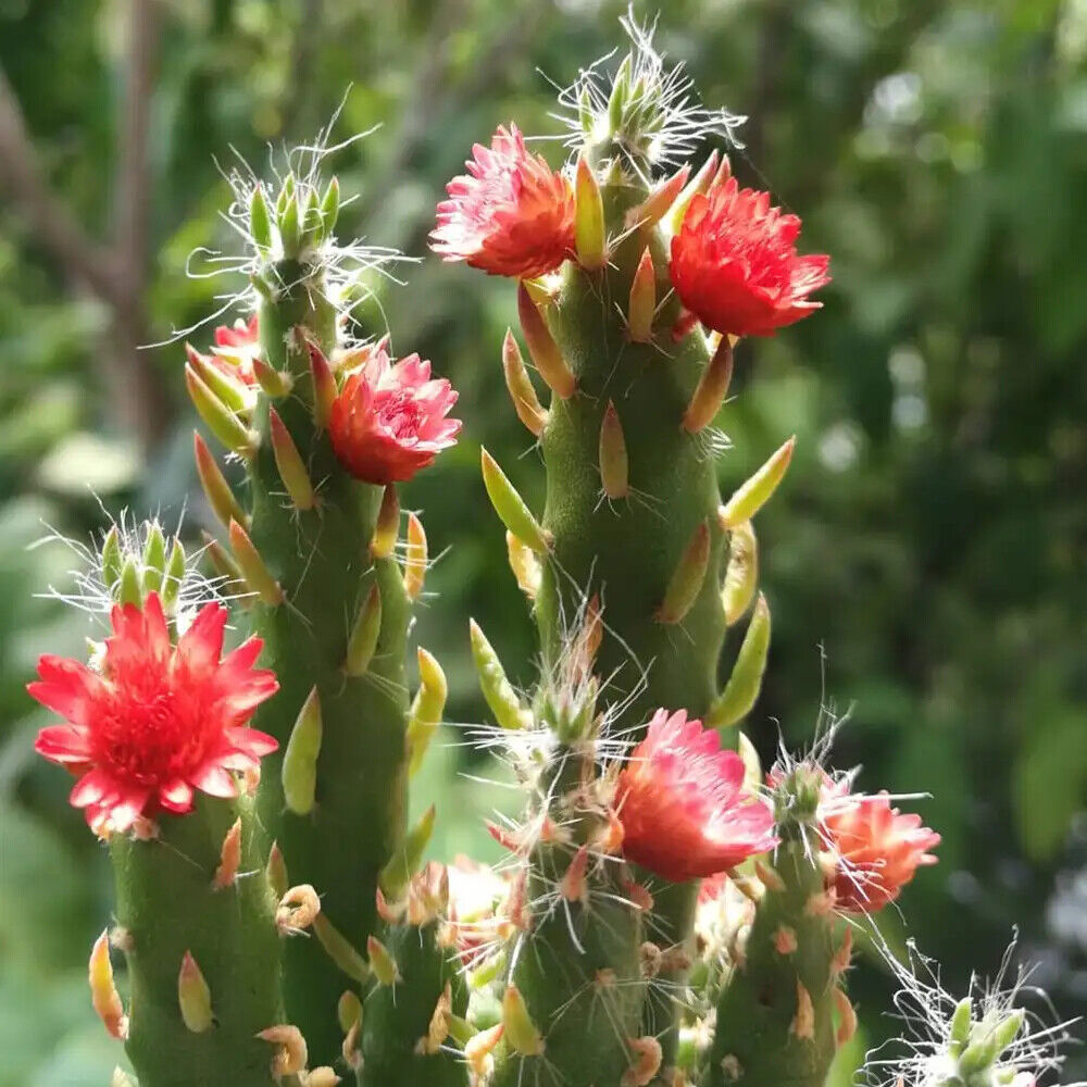 Green Austrocylindropuntia Flower seeds for Planting - Cottage Garden Essential, Heirloom & GMO Free Seeds for Home Garden
 
 Sale seeds for home garden