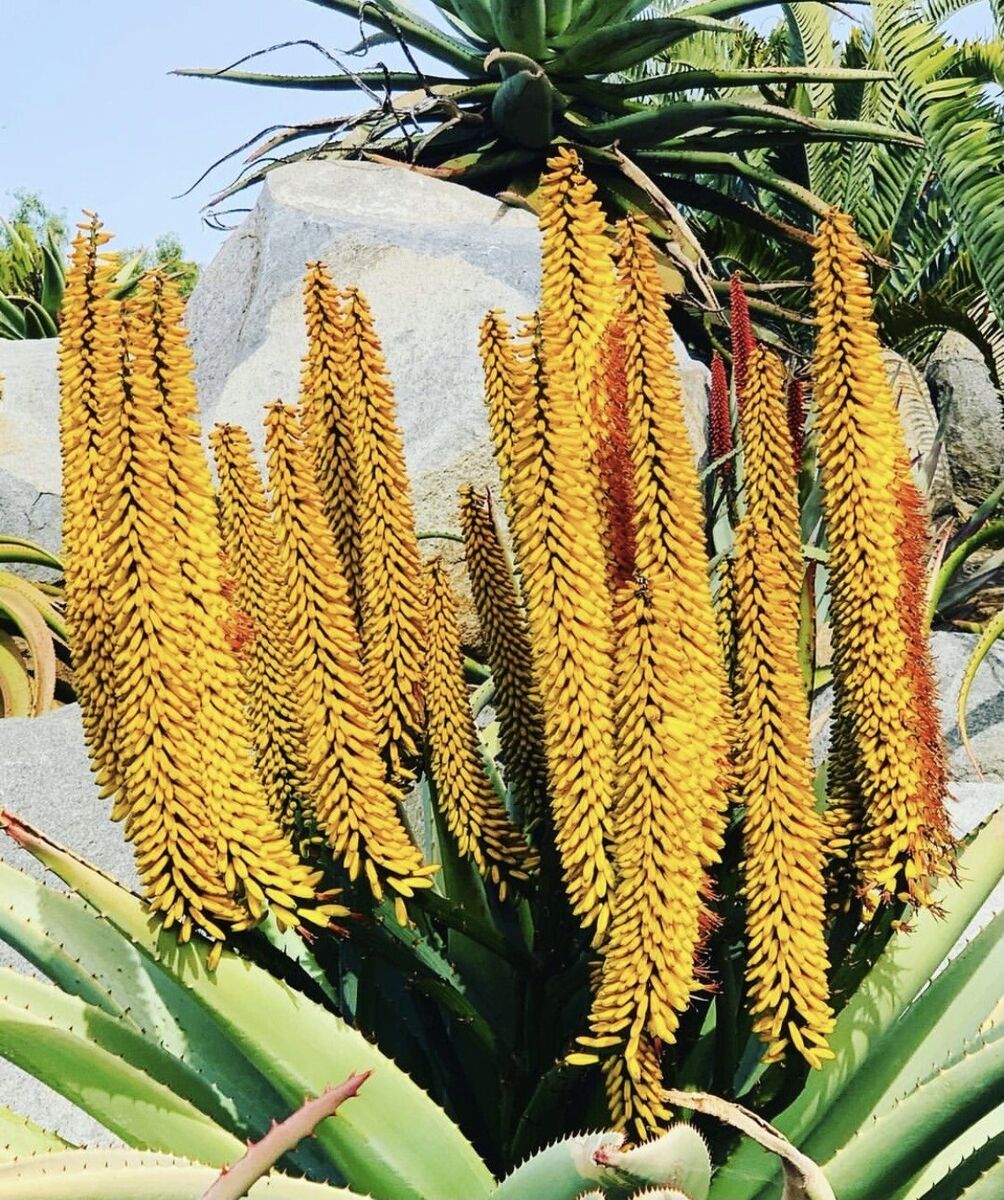 Yellow Aloe Dichotoma Flower seeds for Planting - Perfect for Borders, Heirloom & GMO Free Seeds for Home Garden
 
 Sale seeds for home garden