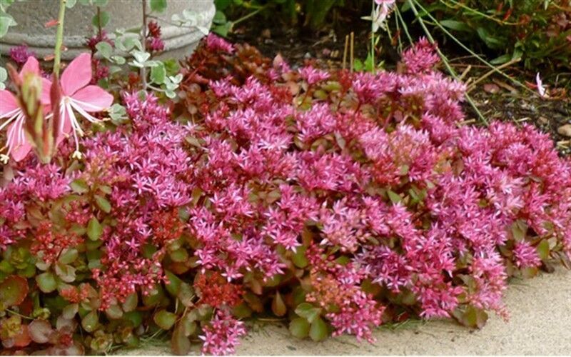 Pink Sedum Flower seeds for Planting - Drought Tolerant, Heirloom & GMO Free Seeds for Home Garden
 
 Sale seeds for home garden