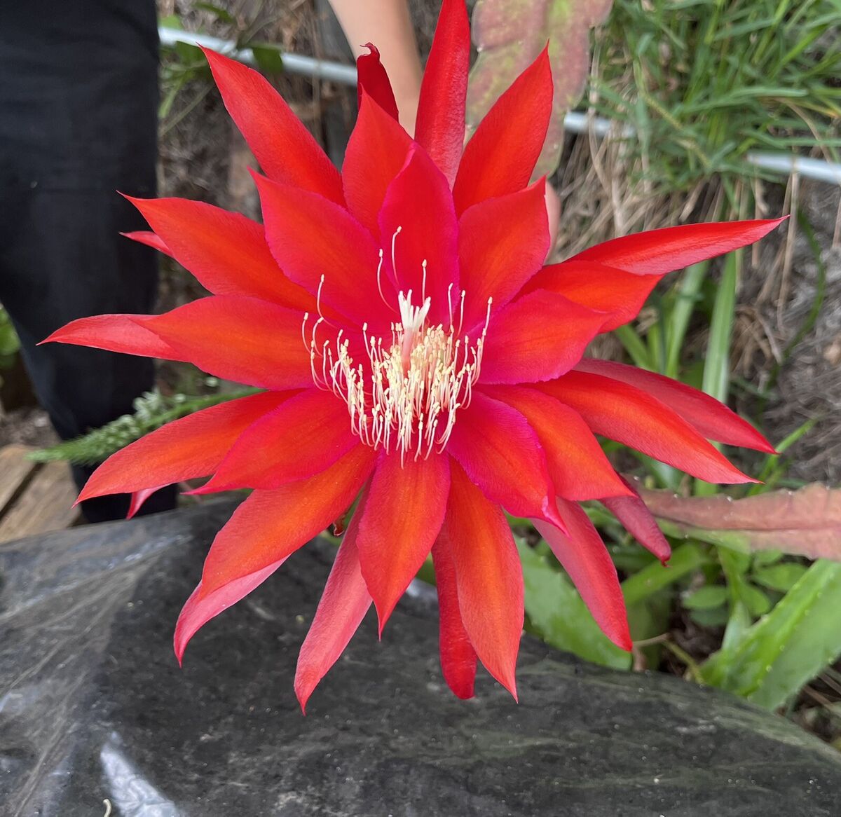 Epiphyllum Flower seeds for Planting - Cut Flower Favorite, Heirloom & GMO Free Seeds for Home Garden
 
 Sale for planting in home garden.