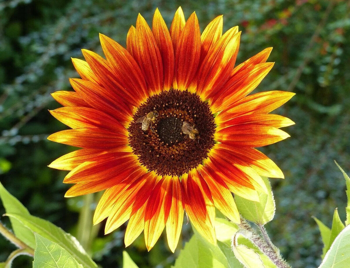 Yellow Red Sunflower Planting Seeds - Brighten Your Garden