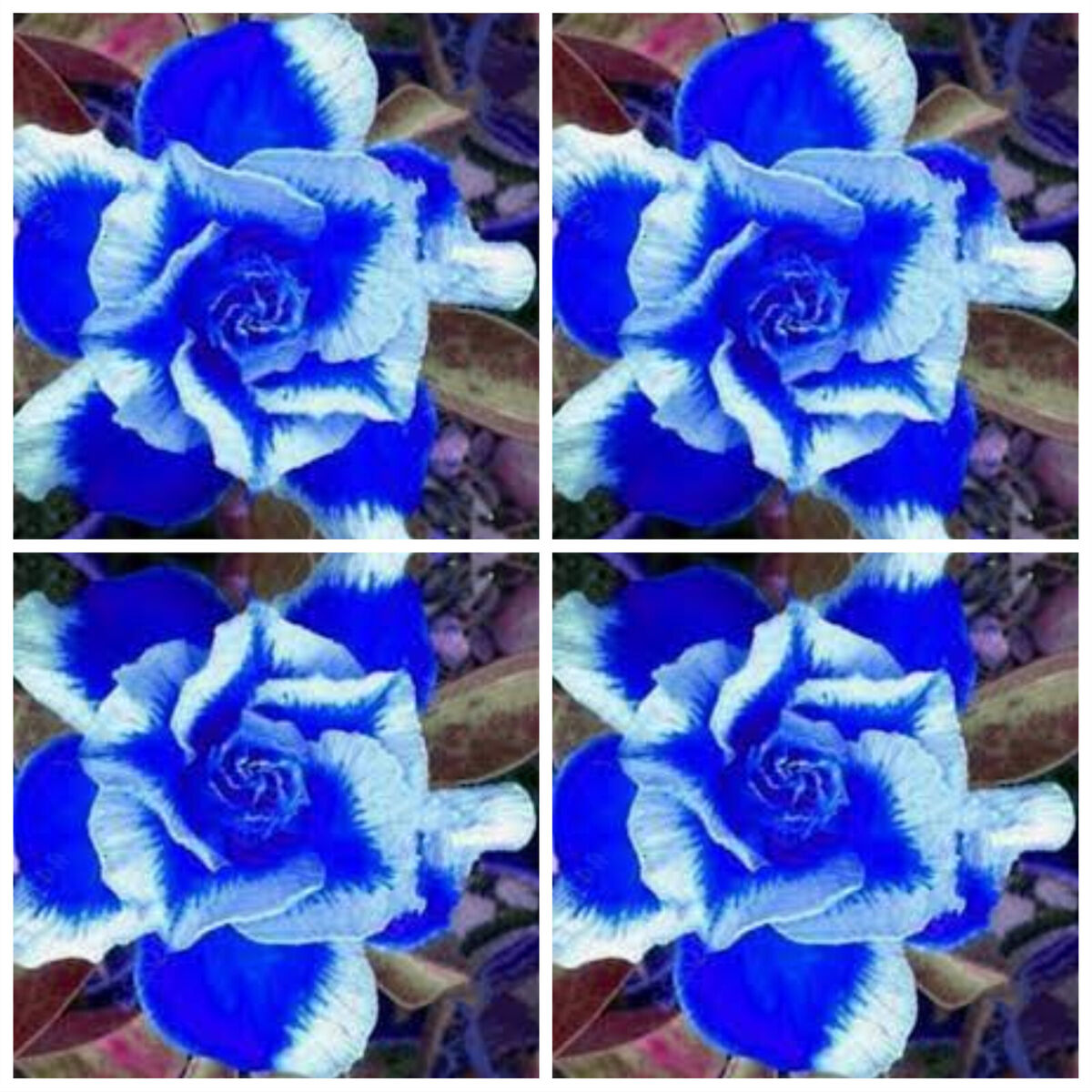 Deep (Deep Blue) seeds for planting in home garden