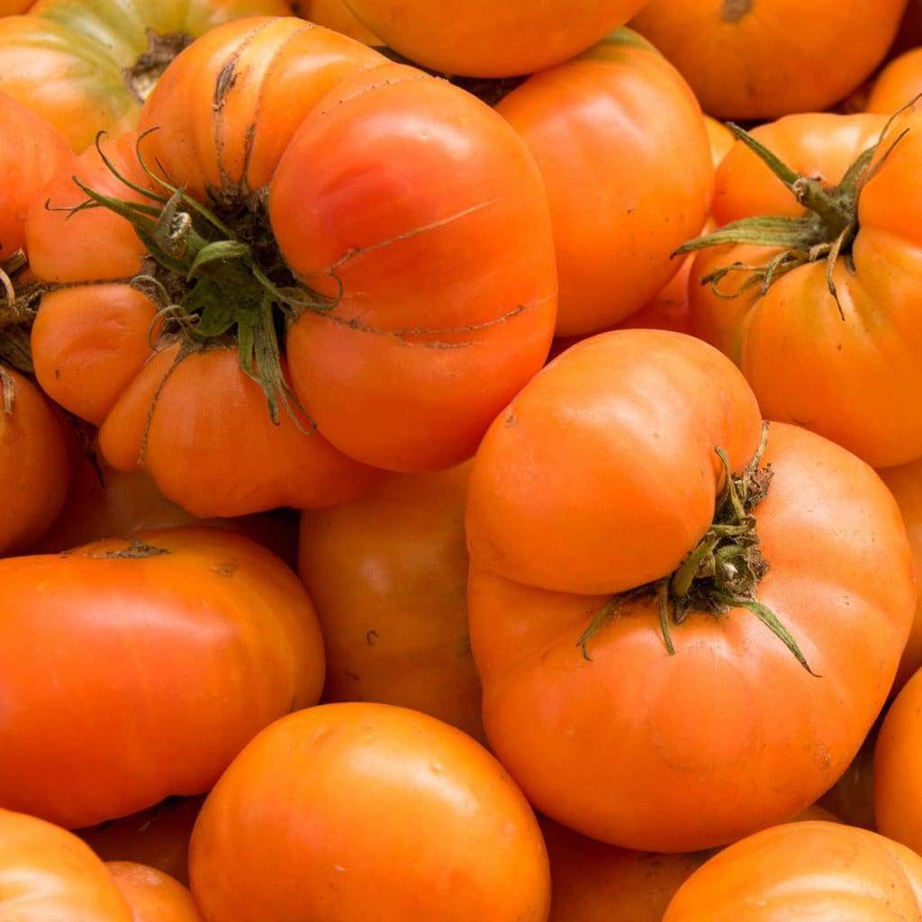 Big Tomato Seeds For Planting - Exotic Dark Orange Stunning Gardens Vegetable Seeds