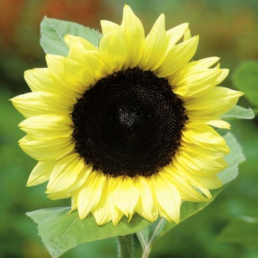 Light Yellow Sunflower Seeds For Planting