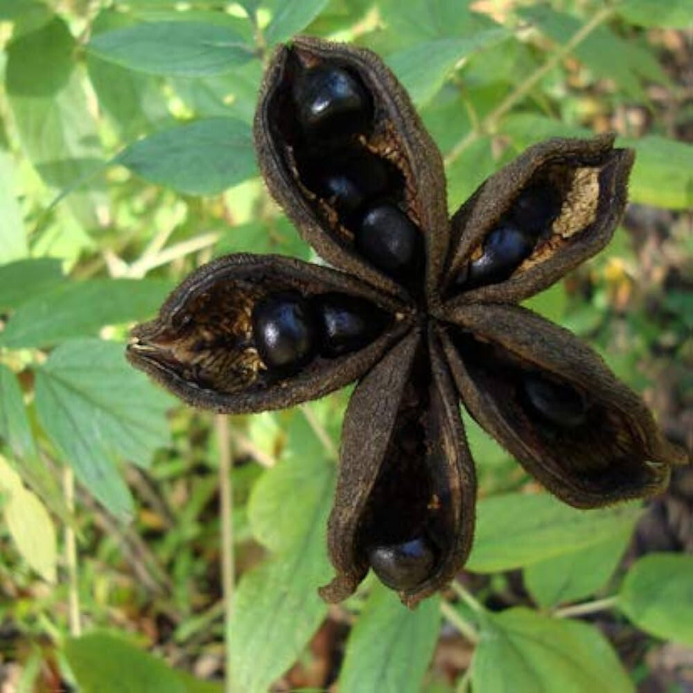 Peony "First Red" Seeds for Bold Red Blooms