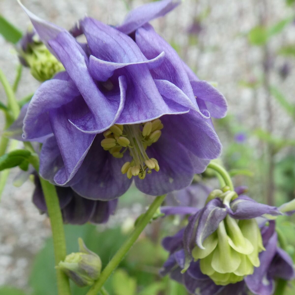 Planting Aquilegia Flower Seeds: Blue And White Varieties Seeds