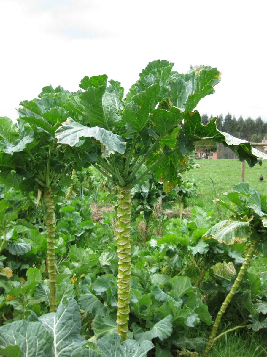 Heirloom Walking Stick Kale Seeds For Planting Nutritious Greens