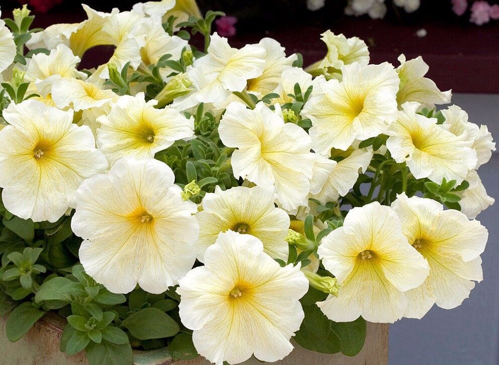 Petunia Flower Seeds - Bright Light Yellow For Planting