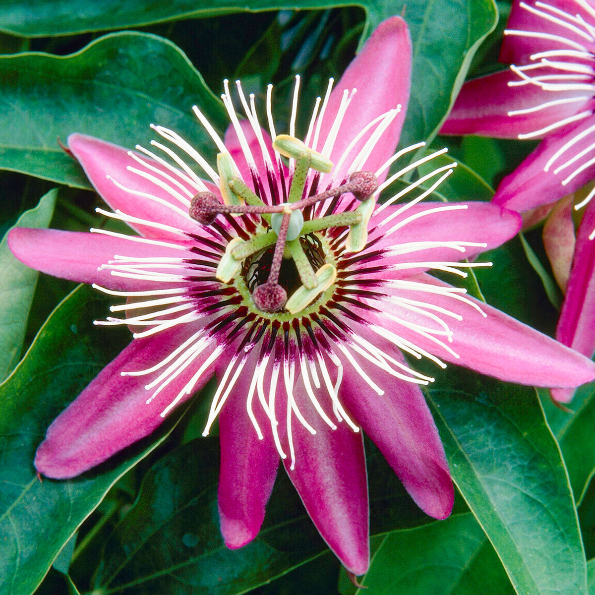 Dark Pink Passion Flower Seeds for Vibrant Garden Planting