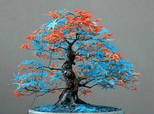 Multi-Colored Seeds For Bonsai Tree Planting