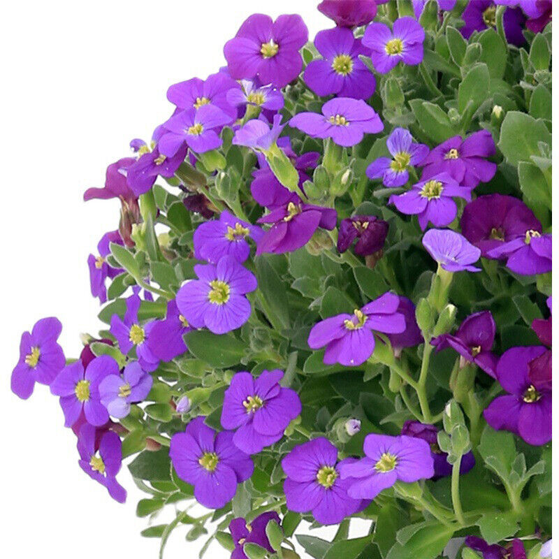 Rock Cress Flower Seeds For Planting Light Violet