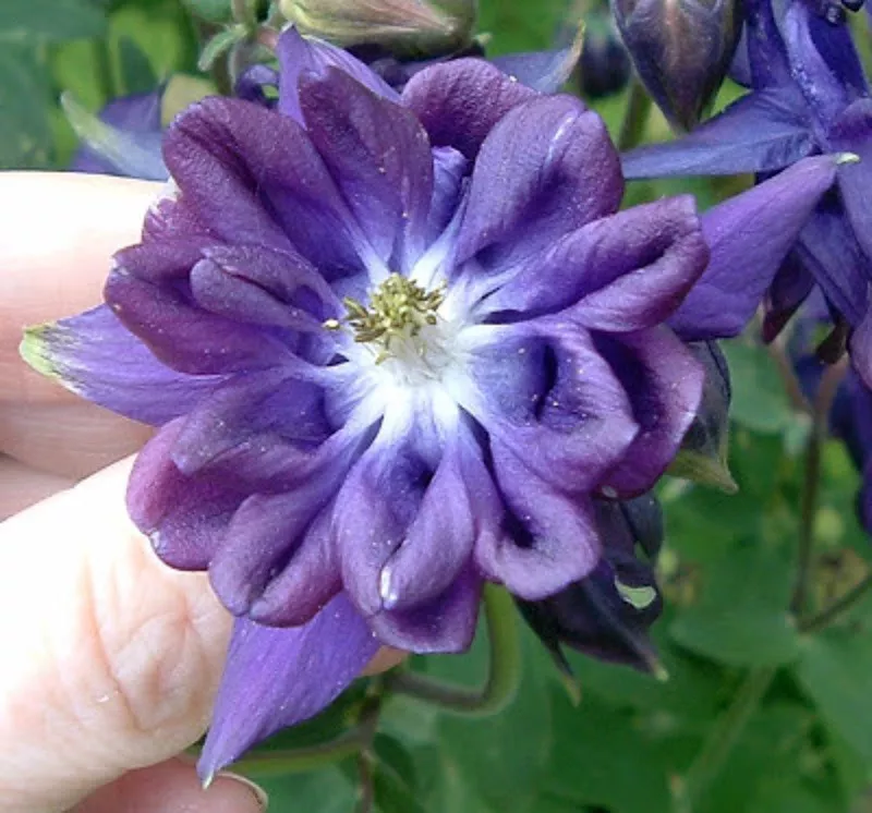 Tower Columbine Planting Flower Seeds Blue