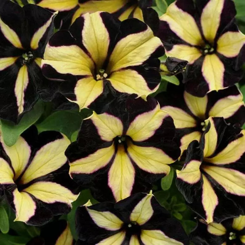 Black & Yellow Petunia Flower seeds for Planting - Sun Loving, Heirloom & GMO Free Seeds for Home Garden
 
 Sale for planting in home garden