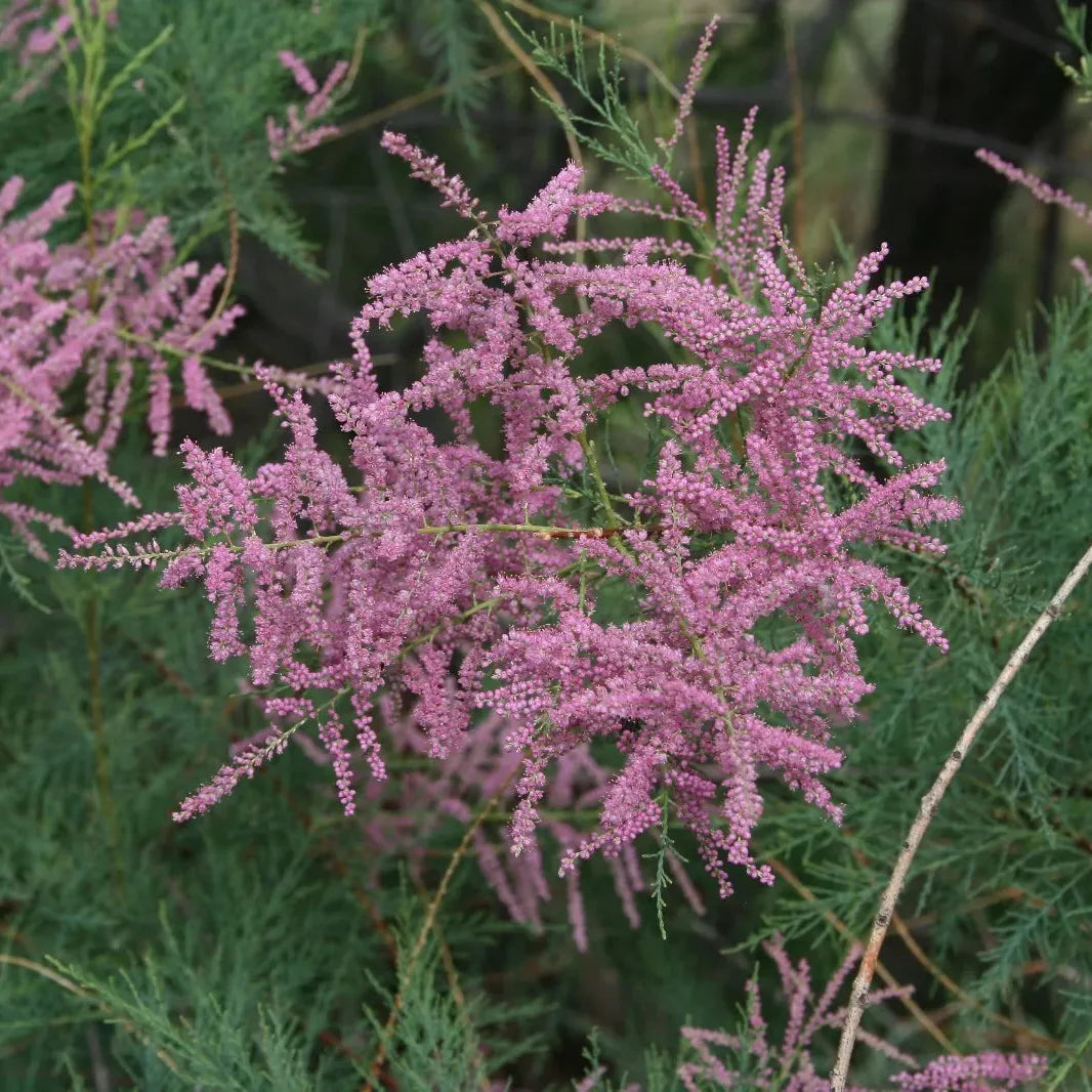 Pink Tamarix Ramosissima Flower seeds for Planting - Colorful Display, Heirloom & GMO Free Seeds for Home Garden
 
 Sale for planting in home garden