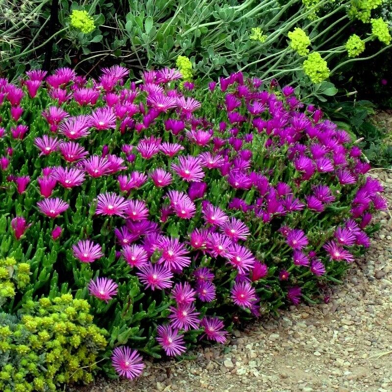 Purple Delosperma Cooperi Flower seeds for Planting Shade Tolerant Heirloom & GMO Free Seeds for Home Garden 
 
 Sale seeds for home garden planting