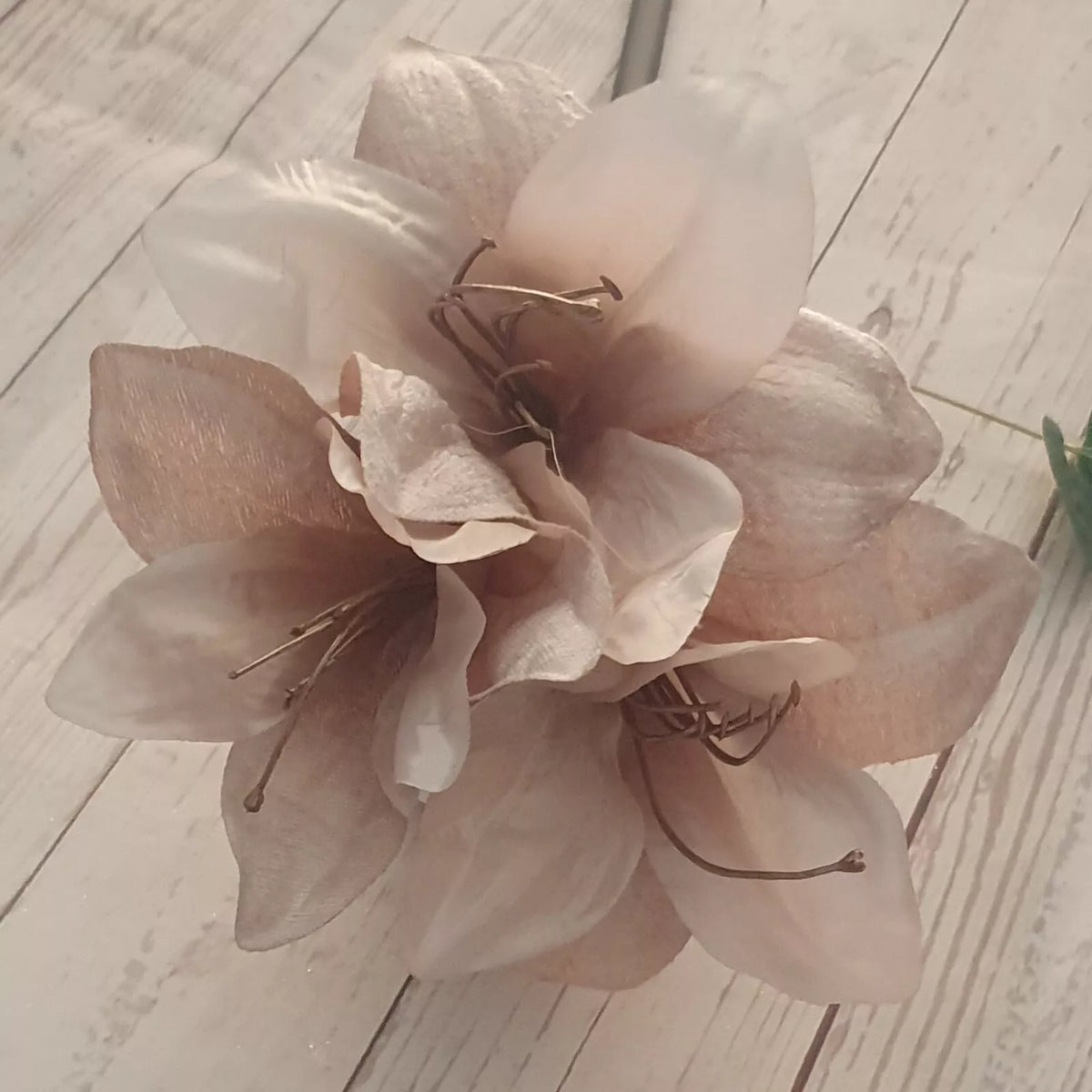 Ash (Ash Amaryllis) seeds for planting in home garden