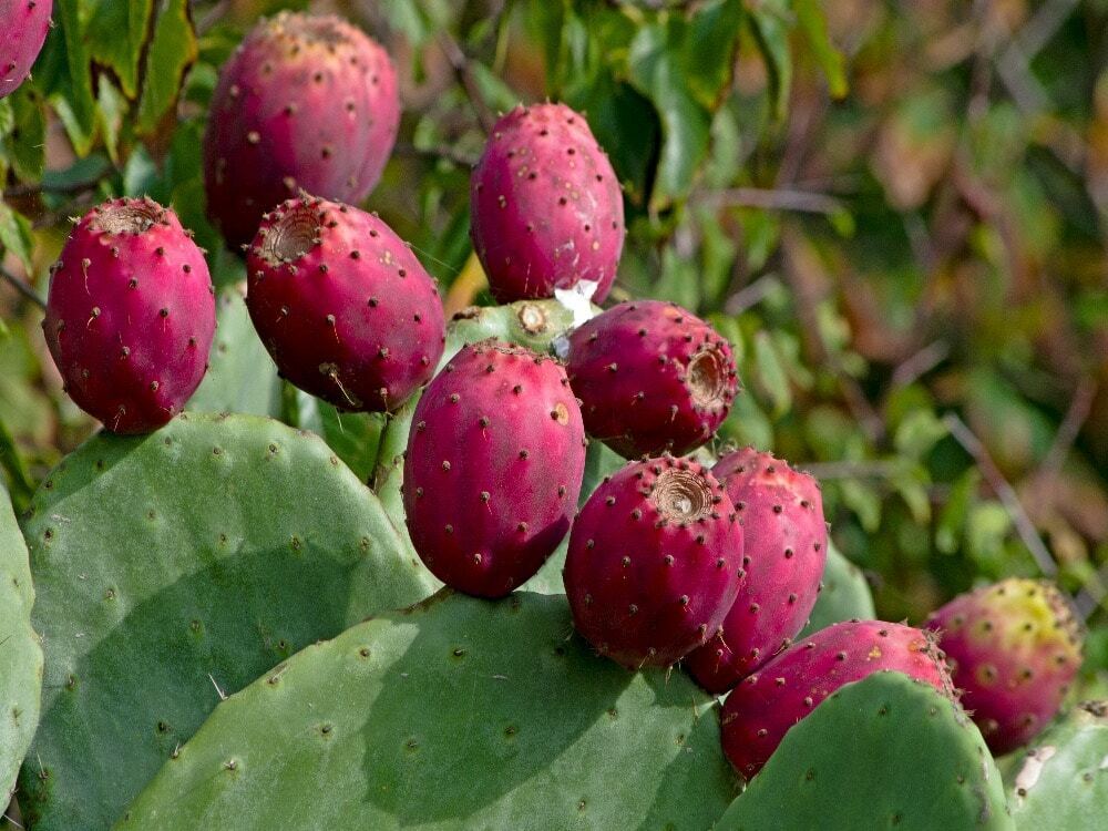 Red Nopalina Plant Seeds Planting