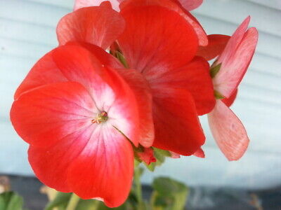 Planting Geranium Seeds In Maroon Red & White For A Lively Garden