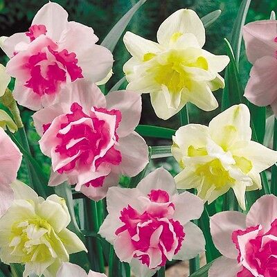 Vibrant Daffodil Flower Seeds For Planting: Pink & White Stunning Garden Displays