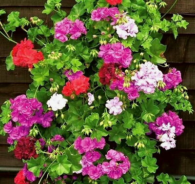 Geranium Pelargonium Flower Seeds - Vibrant Purple For Stunning Planting