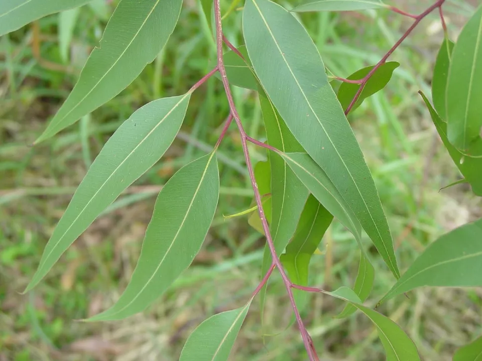 Lemon Eucalyptus (Corymbia citriodora) Seeds