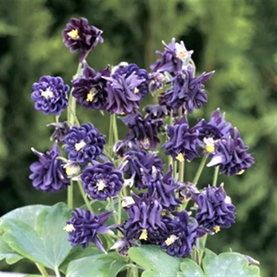 Tower Columbine Planting Flower Seeds Blue